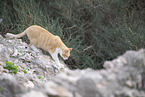 Hauskatze