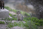 Hauskatze