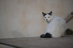 Hauskatze