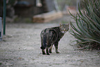 Hauskatze