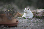 Hauskatze