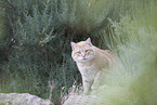 Hauskatze