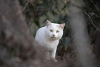 Hauskatze