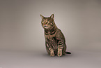 Kater