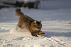 Katze im Schnee