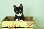 Hauskatze
