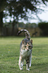 Hauskatze