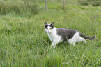 Hauskatze