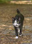 Hauskatze