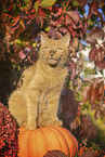 Hauskatze