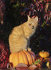 Hauskatze