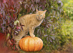 Hauskatze
