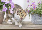 junge Hauskatze