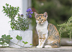 junge Hauskatze