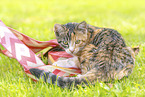 junge Hauskatze
