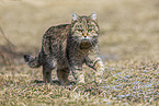 Hauskatze