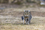 Hauskatze