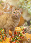 Hauskatze