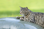 Hauskatze