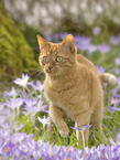 Hauskatze