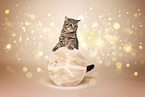 Hauskatze