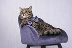 Hauskatze