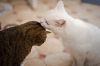 Hauskatze