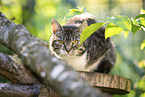 Hauskatze