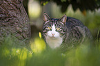 Hauskatze