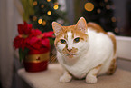 Hauskatze