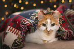 Hauskatze