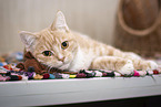 Hauskatze