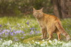Hauskatze