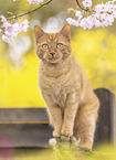 Hauskatze