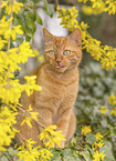 Hauskatze