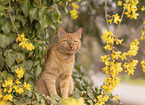 Hauskatze