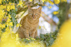Hauskatze
