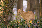 Hauskatze