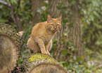 Hauskatze