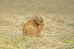Hauskatze