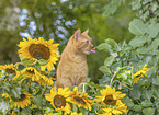 Hauskatze