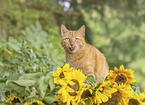Hauskatze