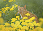 Hauskatze
