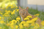 Hauskatze
