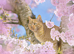Hauskatze