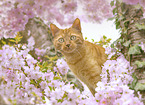 Hauskatze