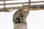 Hauskatze