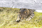 Hauskatze