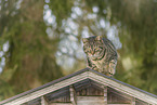 Hauskatze
