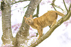 Hauskatze